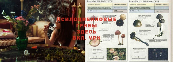 индика Абинск